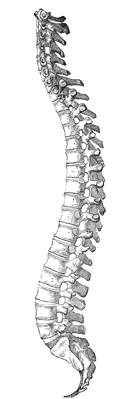 Spine